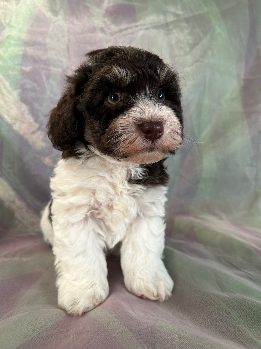 Male F1 Schnoodle Puppy for Sale in Iowa DOB 10-20-2023 $1200